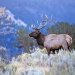 You Will Thank Us – 10 Tips About Elk Hunt Guide You Need To Know